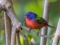 Painted Bunting - J N Ding Darling - Wildlife Drive - Lee County, April 24, 2022