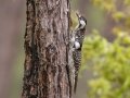 Red-cockaded Woodpecker - 23288 County Road 12 - Bristol - Liberty County, April 14, 2022