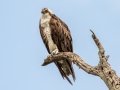 Osprey - Circle B Bar Reserve - Polk County, April 20, 2022