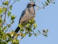 Florida Scrub-Jay - Oscar Scherer SP -Sarasota County, April 22, 2022