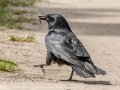Fish Crow - Circle B Bar Reserve - Polk County, April 20, 2022