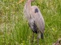 Great Blue Heron - Circle B Bar Reserve - Polk County, April 20, 2022