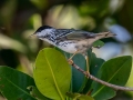 Blackpoll Warbler - J N Ding Darling - Wildlife Drive - Lee County, April 24, 2022