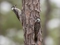Red-cockaded Woodpecker - 23288 County Road 12 - Bristol - Liberty County, April 14, 2022