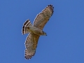Red-shouldered Hawk - J N Ding Darling - Wildlife Drive - Lee County, April 24, 2022