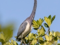Tricolored Heron - J N Ding Darling - Wildlife Drive - Lee County, April 24, 2022