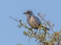 Florida Scrub-Jay - Oscar Scherer SP -Sarasota County, April 22, 2022