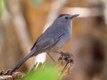 Gray Catbird - J N Ding Darling - Wildlife Drive - Lee County, April 24, 2022
