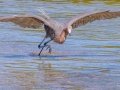 Reddish Egret - J N Ding Darling NWR - Observation Tower - Lee County, April 24, 2022
