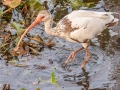 White Ibis - Sweetwater Wetlands Park - Alachua County, April 17, 2022