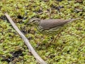 Northern Waterthrush - Audubon Corkscrew Swamp Sanctuary - Collier County, April 27, 2022