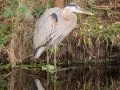 Great Blue Heron - Circle B Bar Reserve - Polk County, April 20, 2022