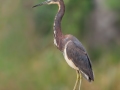 Tricolored Heron - Sweetwater Wetlands Park - Alachua County, April 17, 2022