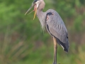 Great Blue Heron - Sweetwater Wetlands Park - Alachua County, April 17, 2022