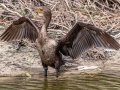 Double-crested Cormorant - Corkscrew Regional Ecosystem Watershed -Bird Rookery Swamp Trails - Collier County, April 28, 2022