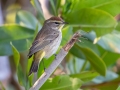Palm Warbler - Prairie Warbler - J N Ding Darling - Wildlife Drive - Lee County, April 24, 2022