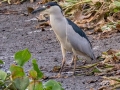 Black-crowned Night- Heron - Sweetwater Wetlands Park - Alachua County, April 17, 2022