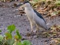 Black-crowned Night- Heron - Sweetwater Wetlands Park - Alachua County, April 17, 2022