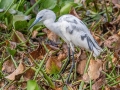 Little Blue Heron - Sweetwater Wetlands Park - Alachua County, April 17, 2022