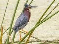 Green Heron - Orlando Wetlands Park - Orange County, April 18, 2022