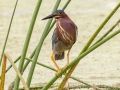 Green Heron - Orlando Wetlands Park - Orange County, April 18, 2022