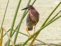 Green Heron - Orlando Wetlands Park - Orange County, April 18, 2022