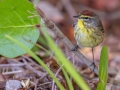 Palm Warbler - Prairie Warbler - J N Ding Darling - Wildlife Drive - Lee County, April 24, 2022