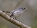 Blue-gray Gnatcatcher - Randy Sapp Road, Eastpoint - Franklin County, April 14, 2022