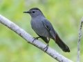 Gray Catbird - Randy Sapp Road, Eastpoint - Franklin County, April 14, 2022