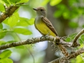 Great Crested Flycatcher  - Corkscrew Regional Ecosystem Watershed -Bird Rookery Swamp Trails - Collier County, April 28, 2022