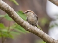 Brown-headed Nuthatch - 23288 County Road 12 - Bristol - Liberty County, April 14, 2022