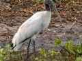 Wood Stork - Sweetwater Wetlands Park - Alachua County, April 17, 2022