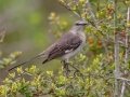 Northern Mockingbird - St George Island SP - Youth Camp Area - Franklin County, April 14, 2022