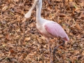 Roseate Spoonbill - Sweetwater Wetlands Park - Alachua County, April 17, 2022