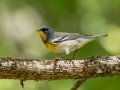 Northern Parula - Audubon Corkscrew Swamp Sanctuary - Collier County, April 27, 2022