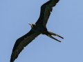 Magnificent Frigatebird - Lower Matecumbe Key - Channel 2 Bridge - Monroe County, April 30, 2022