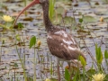 White Ibis - Orlando Wetlands Park - Orange County, April 18, 2022
