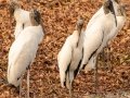Wood Stork - Sweetwater Wetlands Park - Alachua County, April 17, 2022