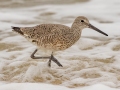 Willet - St George Island SP - Beach 3 - Franklin County, April 14, 2022