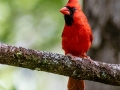 Northern Cardinal  - Corkscrew Regional Ecosystem Watershed -Bird Rookery Swamp Trails - Collier County, April 28, 2022