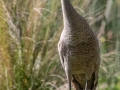 Sandhill Crane with Chick - Brownie Wise Park - Osceola County, April 18, 2022
