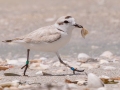 Snowy Plover - Point Ybel Lighthouse Beach Park - Lee County, April 24, 2022
