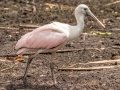 Roseate Spoonbill - Corkscrew Regional Ecosystem Watershed -Bird Rookery Swamp Trails - Collier County, April 28, 2022