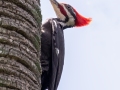 Pileated Woodpecker - Circle B Bar Reserve - Polk County, April 20, 2022