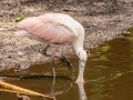 Roseate Spoonbill - Corkscrew Regional Ecosystem Watershed -Bird Rookery Swamp Trails - Collier County, April 28, 2022