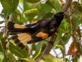 American Redstart - John Pennekamp Coral Reef SP - Monroe County, April 30, 2022