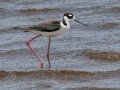 Black-necked Stilt - Myakka River SP Boat Ramp - Sarasota County, April 22, 2022