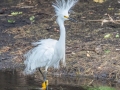 Snowy Egret - Audubon Corkscrew Swamp Sanctuary - Collier County, April 27, 2022