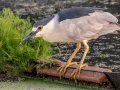 Black-crowned Night- Heron - Sweetwater Wetlands Park - Alachua County, April 17, 2022