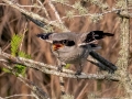 Loggerhead Shrike - Brownie Wise Park - Osceola County, April 18, 2022
